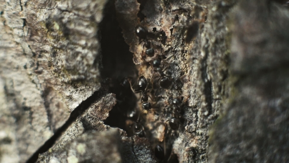 Ants On Tree Bark In Forest alt