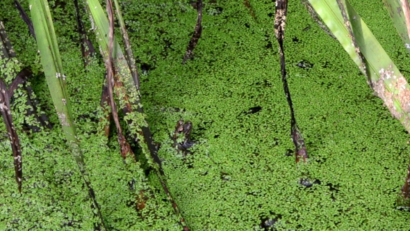 Brown Frog Amphibian Animal Masked In Swamp Water