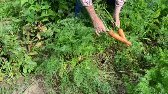 Senior Woman Harvest Carrots