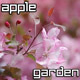 Blossoming Apple Tree in Spring Garden Blossoming Apple Tree in Spring Garden - VideoHive Item for Sale