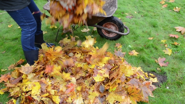 Woman Worker Hand Load Barrow Cart Autumn Leaf Garden Carry
