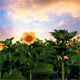 Flowering Sunflowers - VideoHive Item for Sale