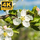 Flowers on an Apple Tree - VideoHive Item for Sale