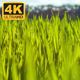 Natural Green Grass - VideoHive Item for Sale