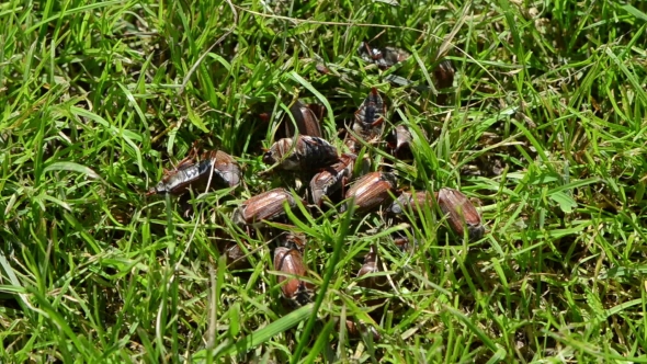 Coleopteran Bugs Pile Intruding To The Green Grass Summer Day