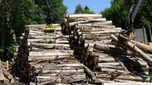 Stack Of Dry Felled Tree Logs And Crane Claw Grab Lift Firewood