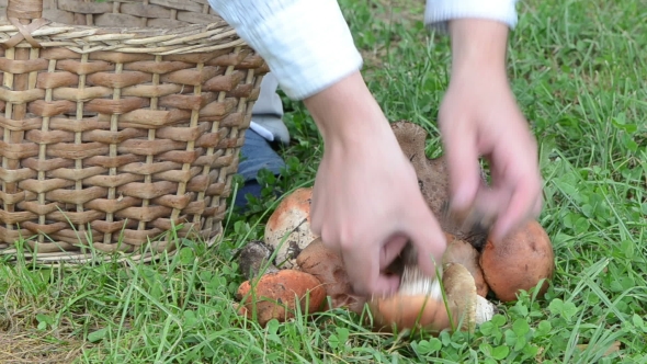 Hand Pick Put Red Cap Mushroom Wicker Basket Grass