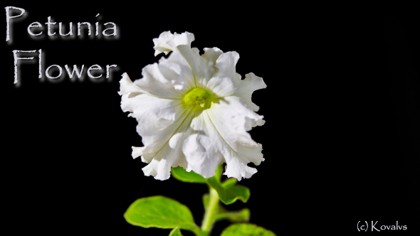 Opening Petunia Flower	