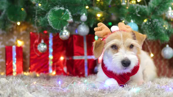 A dog in a red scarf and with antlers lies under the Christmas tree with gifts