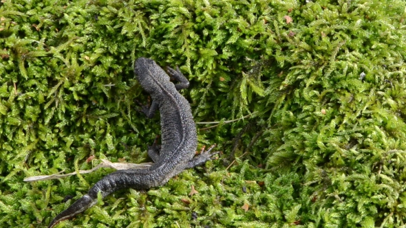 Newt Triton Eft Cold-blooded Amphibian Crawl Walk Moss 