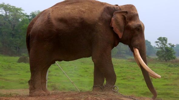 Elephant in Nepal