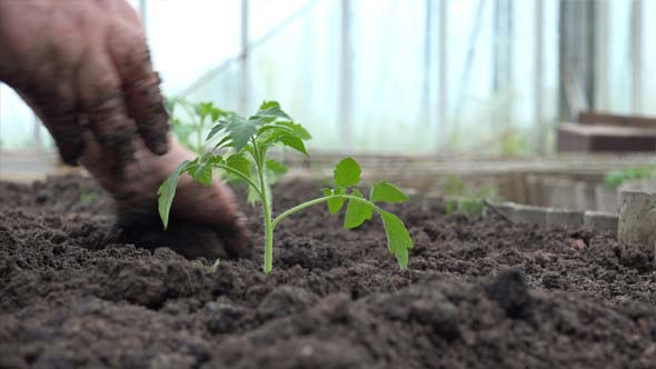 Grandmother Planting A Tomatoes Seedling 6 alt
