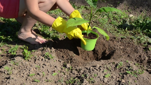 Woman Stain Gloves Dig Hole In The Soil Plant Eggplant Seedling