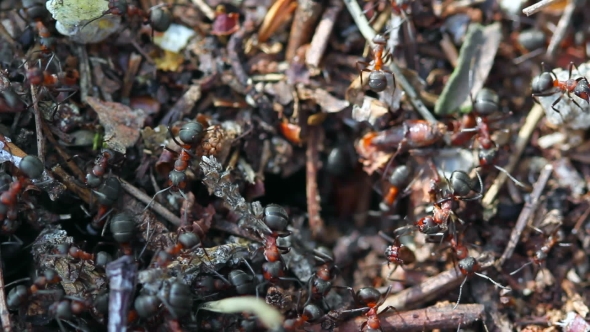 Ants Working In Ant Hill.