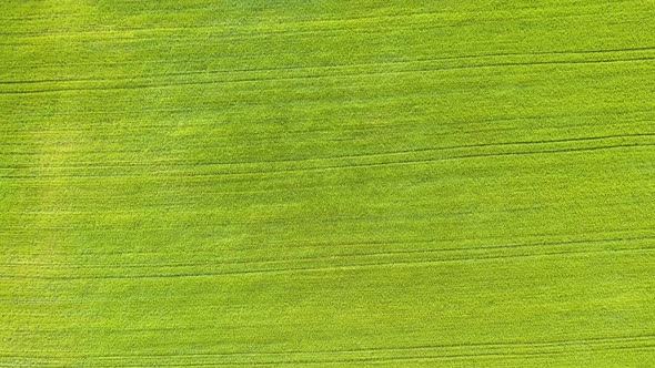 Aerial view of green agriculture fields in spring with fresh vegetation after seeding season. alt