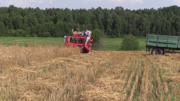 Farmer Harvest Wheat Plant With Red Combine In Agriculture Field
