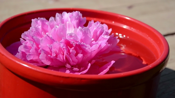 Red Clay Bowl With Water Floating Pink Peony Flower