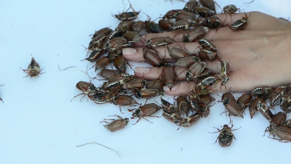 Big Ugly Dark Beetles Crawls Underneath Female Fingers