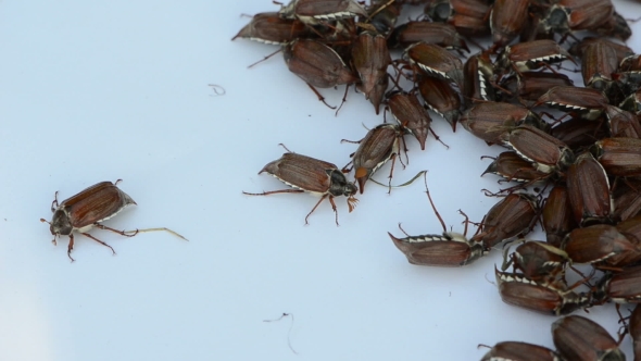 Brown Coleopteran Beetles Swarming Around In Pile
