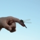 On Finger Sits a Large Damselfly Wings Move In The Wind - VideoHive Item for Sale