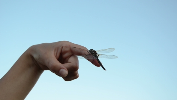 On Finger Sits a Large Damselfly Wings Move In The Wind