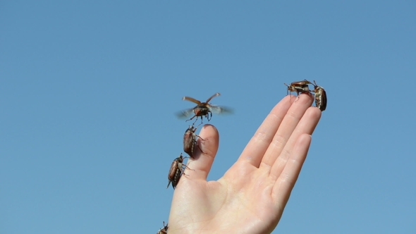 Woman Fingers Crawls a Lot Of Brown Beetles And Flies