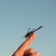 On Woman Finger Tip Sits Damselfly Wings Move In The Wind - VideoHive Item for Sale