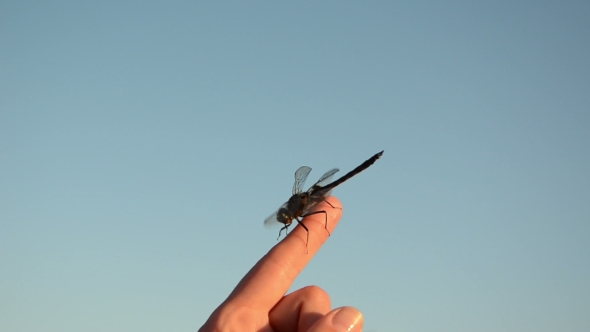 On Woman Finger Tip Sits Damselfly Wings Move In The Wind