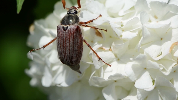 Large Maybug Crept Lazily Through Small White Flowers