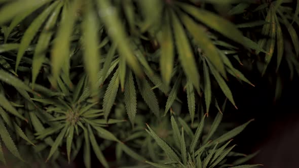Cannabis Bushes with Dew Close Up alt