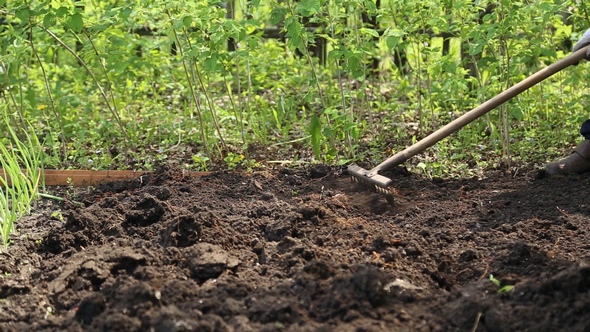 The Woman Leveled the Soil with a Rake alt