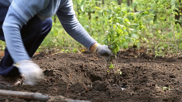 Woman Planting a Tree in the Ground alt