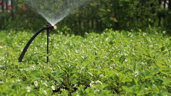Garden Beds with Strawberries Watered alt