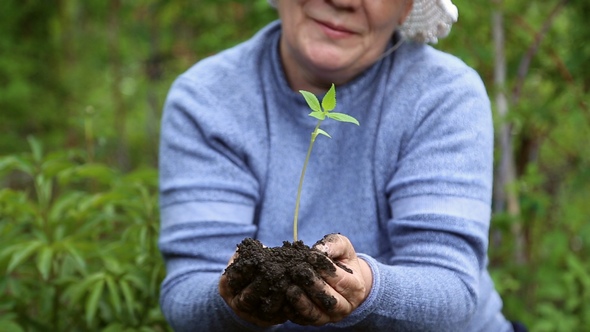 Woman Holding a Sapling of the Flower with Soil alt