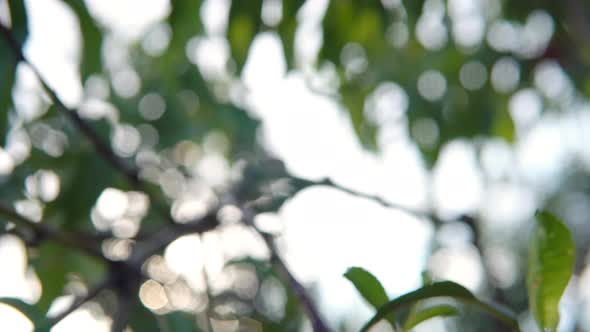 Nectarine Tree with Ripe Fruits in the Garden