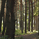 Morining Pines Forest Pack - VideoHive Item for Sale