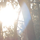 Trees and SunLight - VideoHive Item for Sale