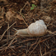 Snail at the Wood - VideoHive Item for Sale