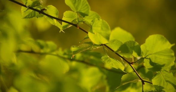 Sun Shining Through Green Leaves In Forest alt