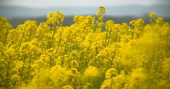 Blooming Canola Field. Rape On The Field In Summer. Bright Yellow Rapeseed Oil.  alt