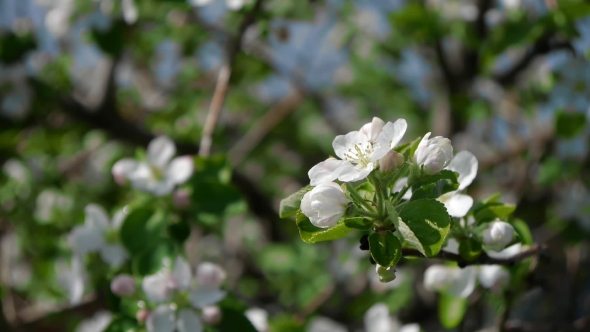 Trees Blooming In The Garden Bee Flying Clear Sky Nature Spring Summer Beautiful Flowers Animal Bee alt