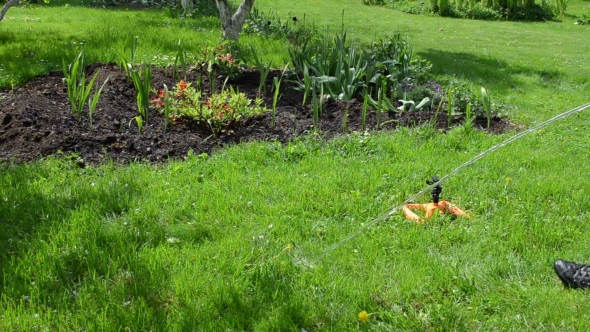 Gardener Woman Plug Hose To Watering Sprinkler Equipment Tool