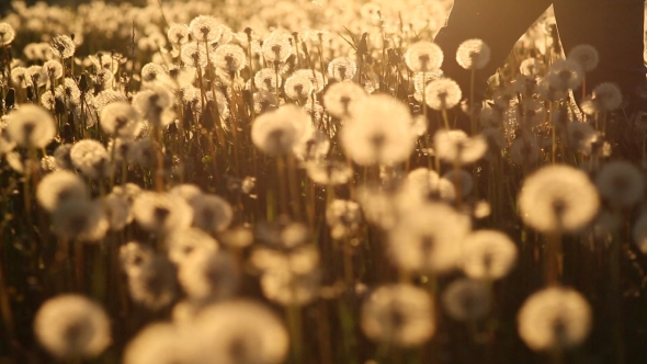 Feet Girl Walking On The Field With Dandelions At Sunset alt