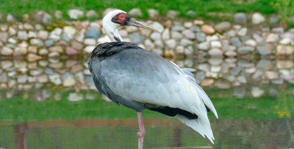 Grey Stork, Stock Footage | VideoHive