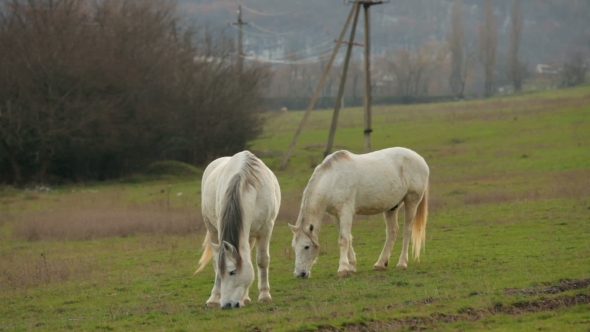 Two White Horses At Green Pasture