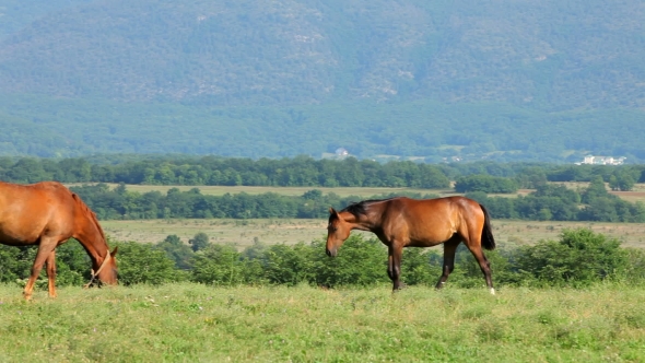 Mare And Foal Grazing In Mountains