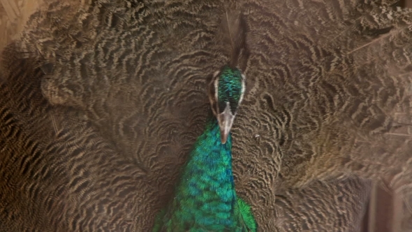 Beautiful Peacock With Feathers Out