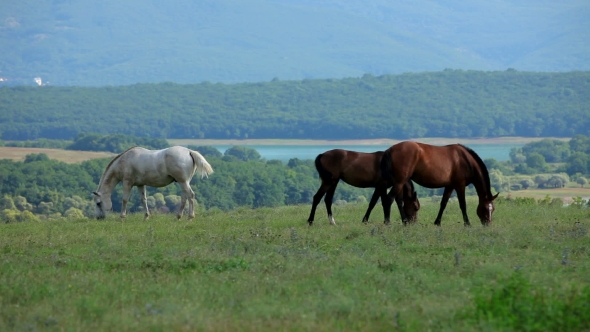 Three Horses Grazing On Meadow
