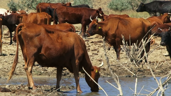 Herd Of Cows On Watering Place
