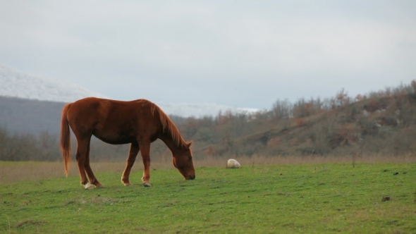 Beautiful Brown Horse Grazing In Meadow